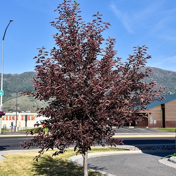 Prunus x virginiana 'P02S' PP25767