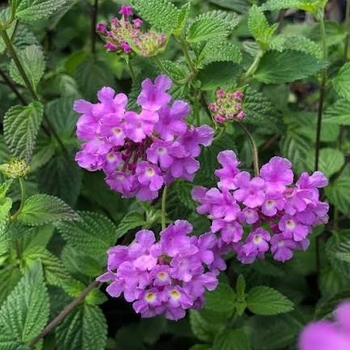 Lantana montevidensis 'Lavender'