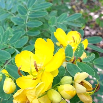 Cassia (Senna) bicapsularis