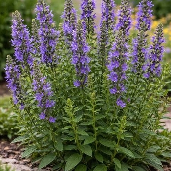 Agastache 'White' PP25123