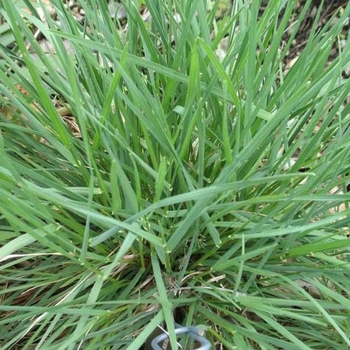 Koeleria macrantha