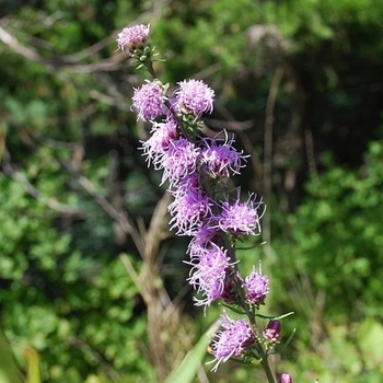 Liatris aspera