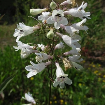 Penstemon digitalis