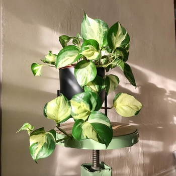 Epipremnum aureum 'HANSOTI14'