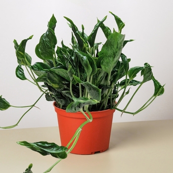 Epipremnum aureum 'Shangri-La'