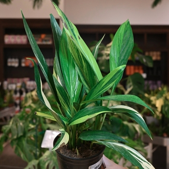 Epipremnum amplissimum
