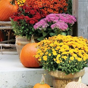Chrysanthemum grandiflorum
