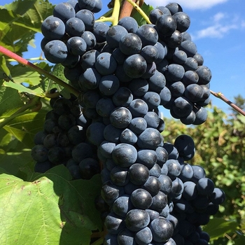 Vitis 'Marquette' PP19,579