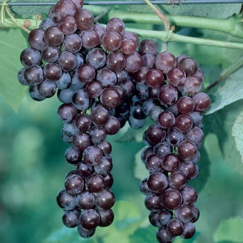 Vitis 'St. Theresa Seedless'