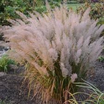 Calamagrostis arundinacea var brachytricha 'Caspian'
