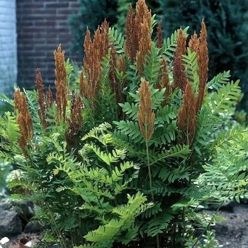 Osmunda regalis 'Purpurescens'