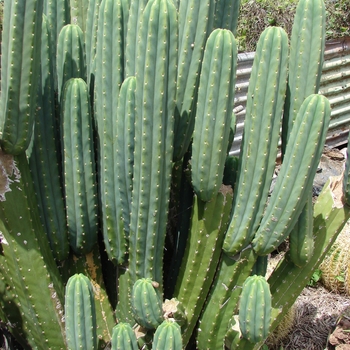 Echinopsis pachanoi