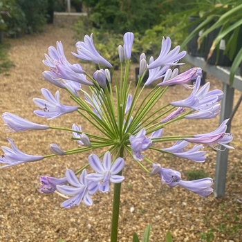 Agapanthus africanus 'Deja Sky Blue' PP14989