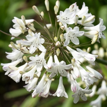 Agapanthus praecox ssp. orientalis 'Getty White'