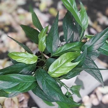 Epipremnum pinnatum 'Baltic Blue'