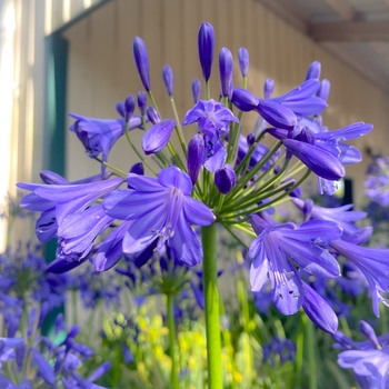 Agapanthus 'DWAgHyb-01' 