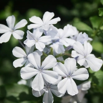 Plumbago scandens 'Summer Snow' 