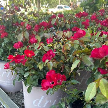 Rosa 'Scarlet Drift®'
