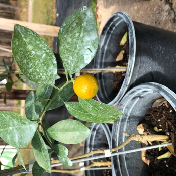 Fortunella crassifolia 'Meiwa'