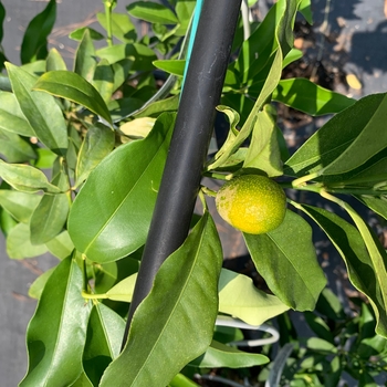Fortunella margarita 'Nagami' 