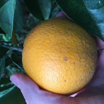 Citrus sinensis 'Washington' 