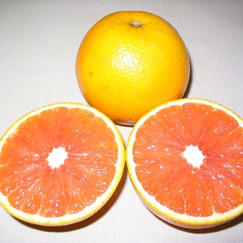 Citrus sinensis 'Cara Cara' 