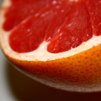 Citrus paradisi 'Rio Red'