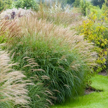 Miscanthus sinensis 'Little Kitten'