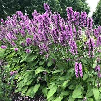 Stachys byzantina 'Silver Carpet' Lamb's Ears | Garden Center
