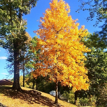 Carya glabra