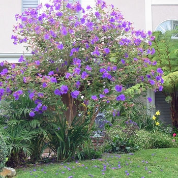Tibouchina 'Multiple Varieties'