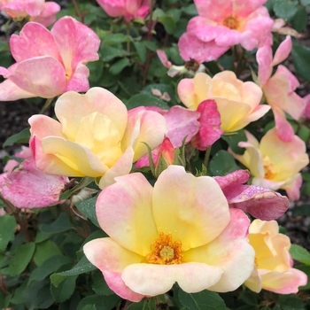 Rosa 'meititika' PP31710