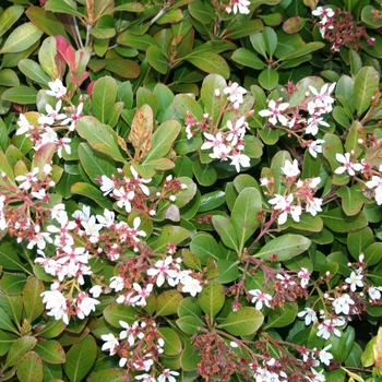 Rhaphiolepis indica