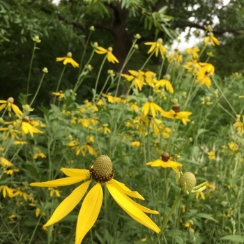 Echinacea 'Pollynation Yellow ApeX'
