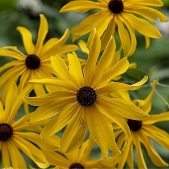Rudbeckia 'Sweet As Honey' PP34972