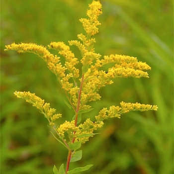 Solidago speciosa