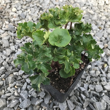 Farfugium japonicum 'Shishi Botan'