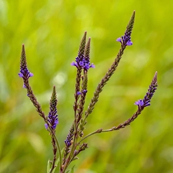 Aster azureus