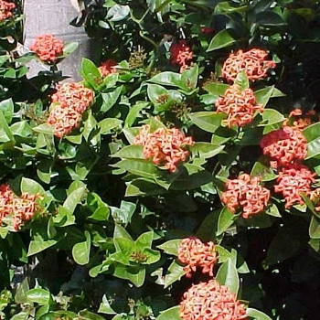 Ixora coccinea 'Nora Grant'