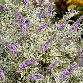 Buddleia davidii 'Butterfly Gold' PPAF