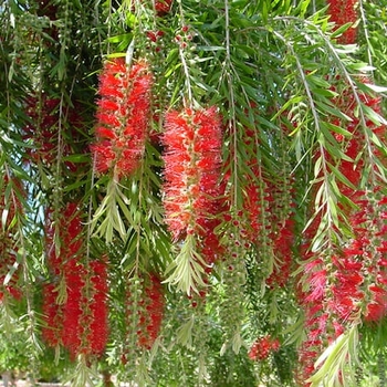 Callistemon viminalis