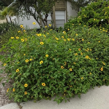 Helianthus debilis