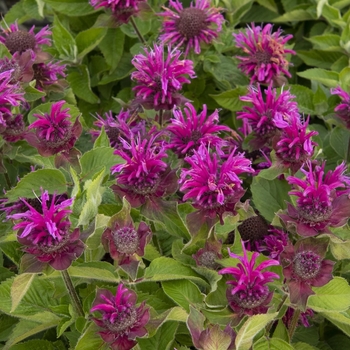 Monarda 'Bee-Free' 30,963