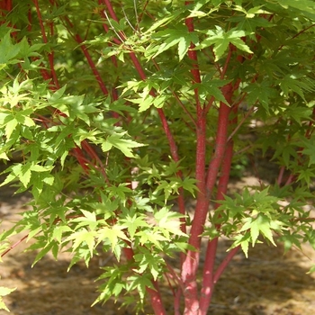 Acer palmatum 'Red Wood'