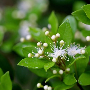 Myrcianthes fragrans