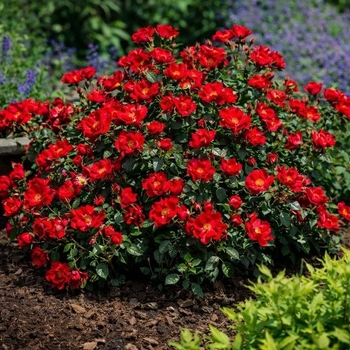 Rosa 'Scarlet Drift®'