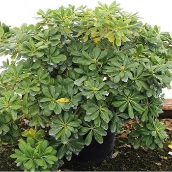 Pittosporum heterophyllum 'Winter Frost'