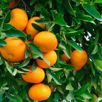 Citrus reticulata 'Owari'