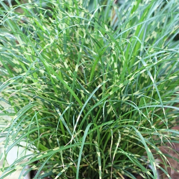 Miscanthus sinensis 'Puenkchen' 