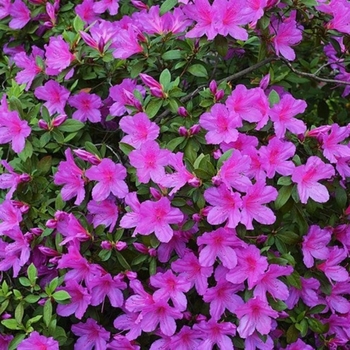 Rhododendron 'Formosa Lavender'